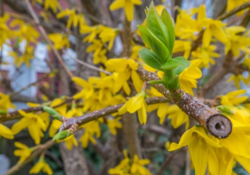 Nie śpiesz się z przycinaniem forsycji. Jeden błąd i po kwiatach