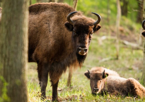 Korytarze migracyjne, uzbrojeni strażnicy parków i surowe kary za śmiecenie – nowe przepisy chroniące przyrodę