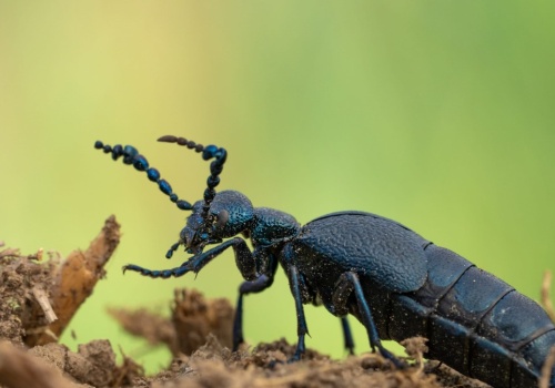 Oleice krówki wychodzą z kryjówek. To zagrożenie dla polskich pszczół