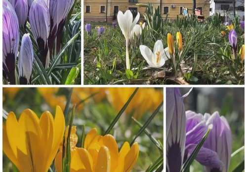 Krokusy zakwitły za „Dąbrówką”. Wiosna daje pierwszy sygnał