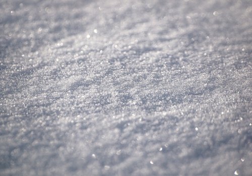 Wygląda niepozornie, ale z zimnem radzi sobie jak organizm z zupełnie innej ligi