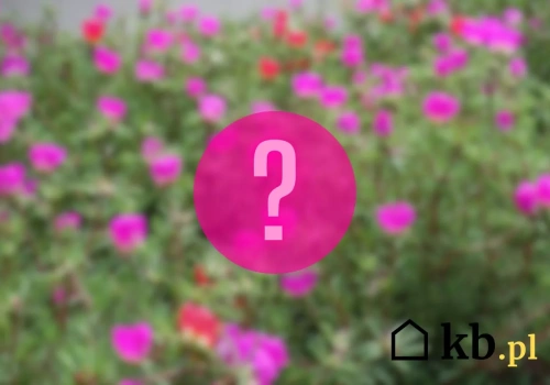 Posiejesz i zapomnisz. A ogród i tak będzie pełen kwiatów