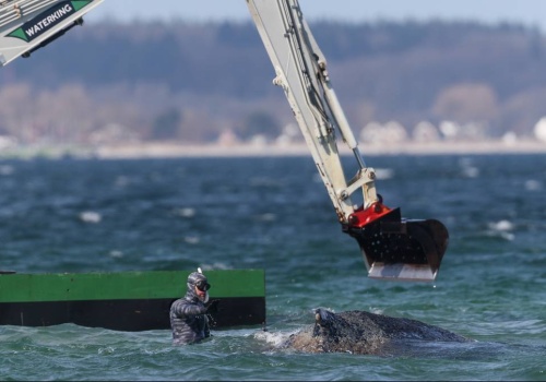 Służby ratują  humbaka. Ciężki sprzęt w akcji ratunkowej na Bałtyku