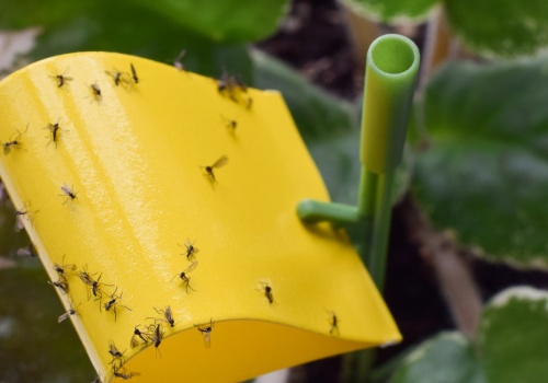 Domowy oprysk DIY na szkodniki. Wystarczy to, co masz w kuchni. Jest skuteczny