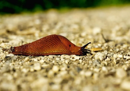 Zrób to na przełomie marca i kwietnia. Ślimaki nie ruszą roślin