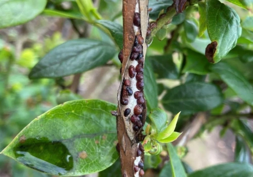 Ochrona borówek wiosną - misecznik i mszyce już w natarciu. Zwlekanie z zabiegiem może okazać się błędem.
