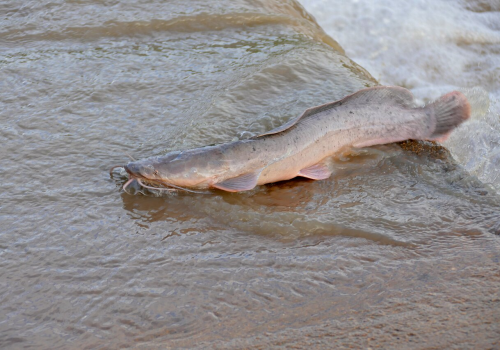 Afrykańska ryba niszczy brazylijskie ekosystemy