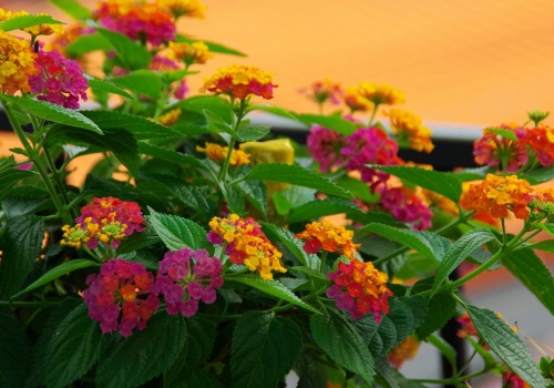Surfinie możesz schować do garażu. Jest inna królowa balkonów. Niedoceniona, a piękna