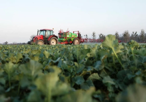 W rzepaku tylko lokalne szkody mrozowe. Czy import nadąży i co z cenami?