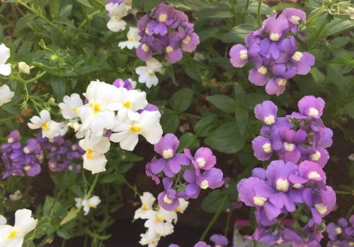 Zapomnij o pelargonii, nadchodzi nemezja! Kwitnie miesiącami i nie boi się polskiej wiosny