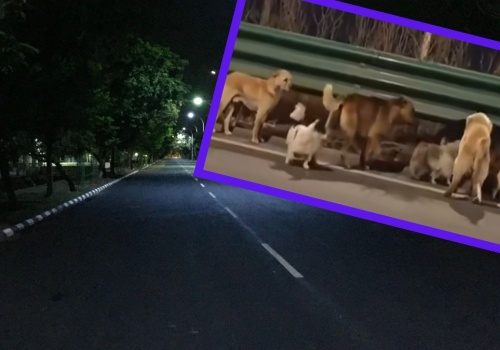 Psy z Chin robią furorę. Grupa szła autostradą, miliony wyświetleń