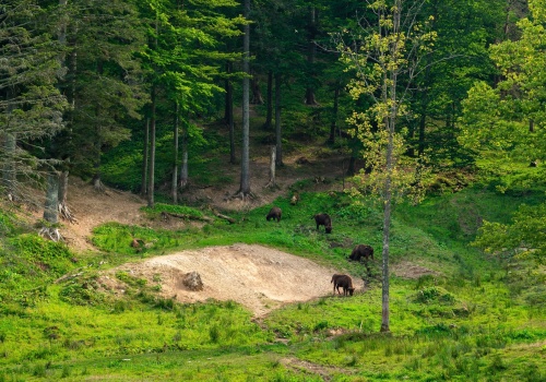 Rekordowa liczba żubrów w Bieszczadach. Eksperci wskazują na zagrożenia