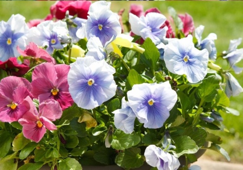 Kupiłeś bratki? Zahartuj je w ten sposób, a będą kwitły miesiącami