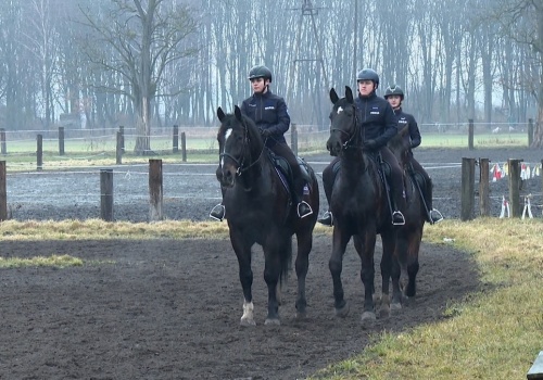 Konie i psy na służbie. W pracy są niezastąpione