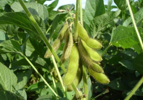 5 nowych odmian soi w rejestrze. Sprawdź, które dają najwyższy plon