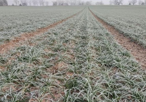 Początek wiosennego sezonu ubezpieczenia upraw