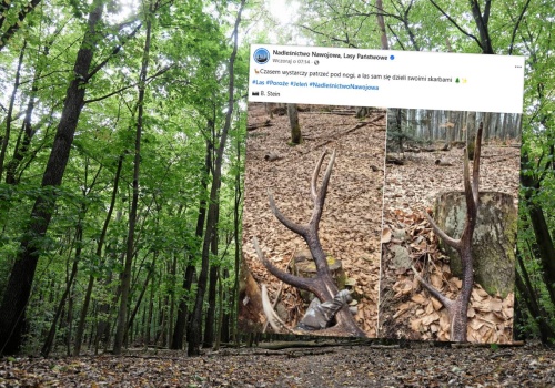 W lesie możesz znaleźć prawdziwy skarb. Leśnicy pokazali zdjęcia. Jest sporo warty