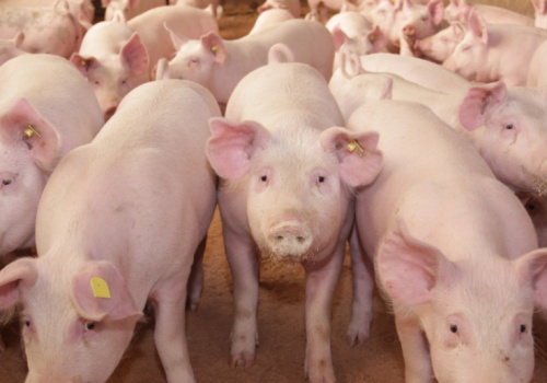 Ceny świń w UE stabilne, w Polsce na lekkim minusie. Dargiewicz: Brak impulsu do podwyżek