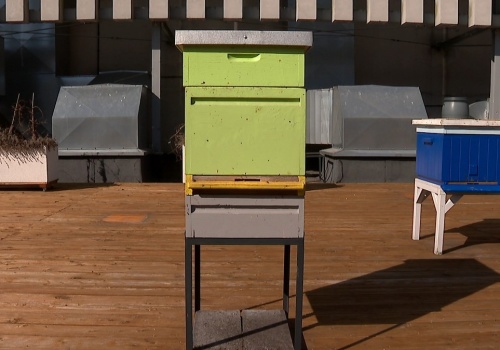 Pszczoły w Polsce zaczynają się budzić. Trwa kluczowy okres