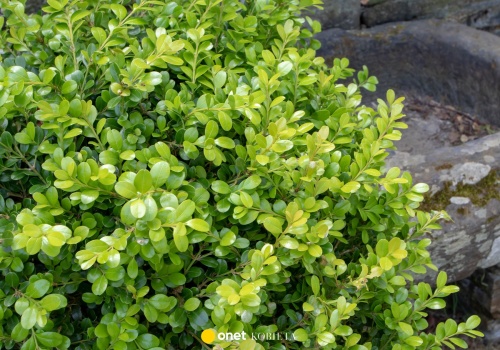 Czym zastąpić bukszpan? Eksperci wskazują dwie rośliny, które dorównują urodą