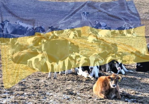 Zyski mleczarstwa dwa razy wyższe mimo wojny. Ukraina przyspiesza