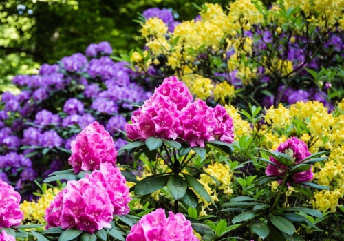 Zmieszaj z wodą i podlej rododendrony. Odżywka z fusów nie ma sobie równych