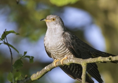 Jak samica kukułki podrzuca jaja innym ptakom? Sprytna strategia gatunku