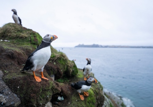 Tysiące martwych ptaków na plażach w Europie. Przegrywają z ekstremalną pogodą