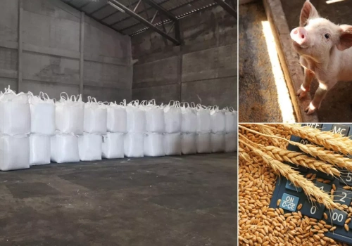 Ceny pszenicy i świń w dół. Nawozy drożeją z każdą dostawą