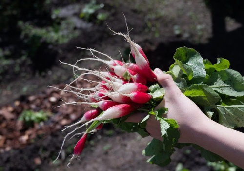 Chrupiące rzodkiewki bez robaków? Posyp tym ziemię wokół. Szkodniki od razu uciekną