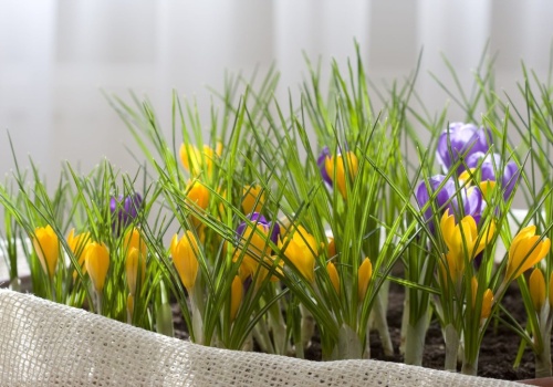 Nie szukaj ich w górach. Krokusy możesz uprawiać na parapecie