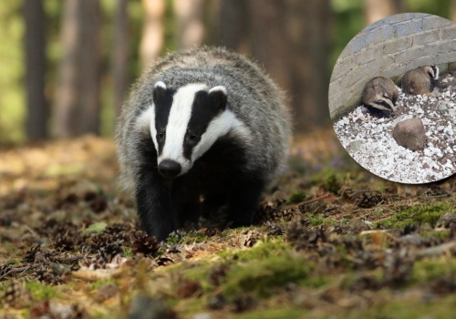 Strażnicy miejscy nieźle się zdziwili. W basenie utknęły dwa borsuki