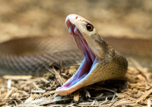 Jadowite węże atakują szybciej, niż ssaki reagują. Wiemy, dlaczego