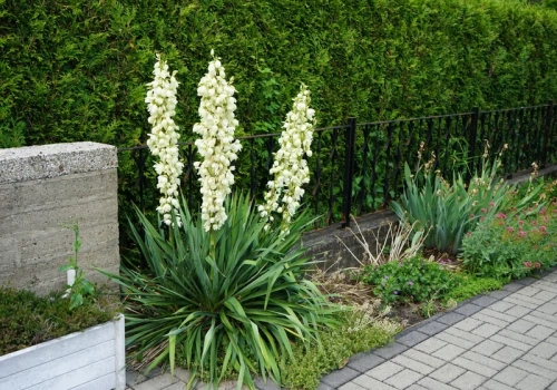 Podlej ją tym wiosną tylko raz – juka wystrzeli kwiatami jak nigdy wcześniej