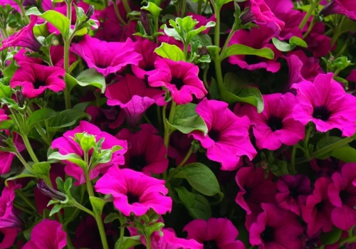 Zapomnij o bratkach. Teraz ten kwiat robi zawrotną karierę na balkonie