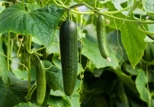 Wsyp to do wody i podlej teraz. Ogórki rosną jak szalone, rekordowe plony
