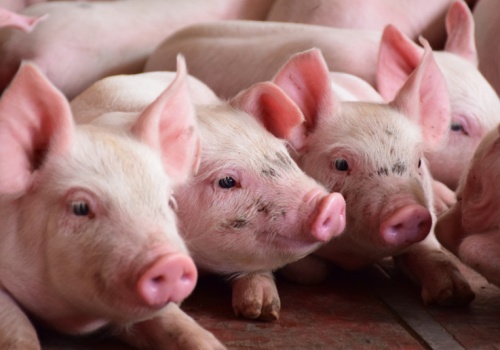 Zróżnicowana sytuacja na rynku warchlaków: importowane tanieją, ceny krajowych stabilne lub na lekkim plusie