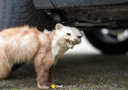 Próbowałeś już wszystkiego, by pozbyć się kun? Ten trik działa