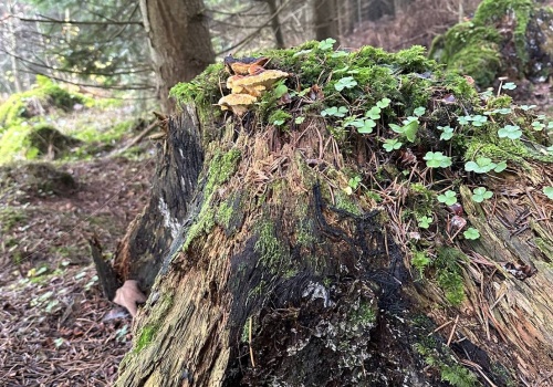 Porosty – cisi strażnicy miast