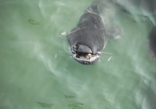 Polak złowił gigantycznego suma w Odrze. „Zaczęło się prawdziwe rodeo”