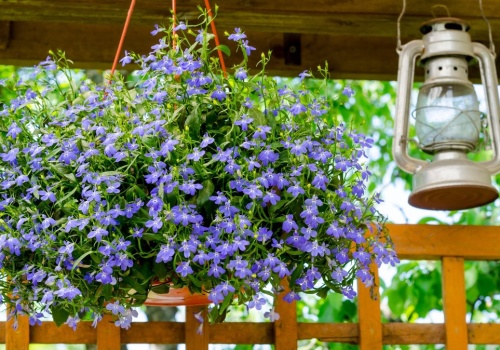To ostatni moment na wysiew lobelii. Kwiatów będzie wiecej, niż liści