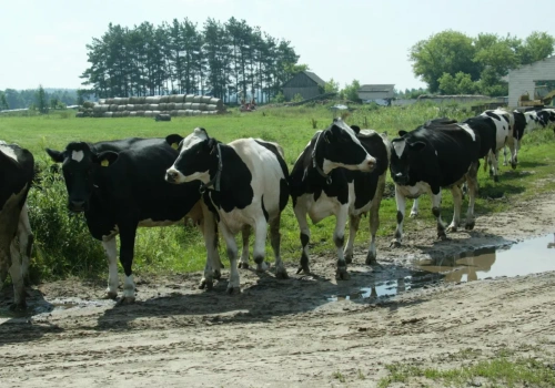 Krowy zasuszone na pastwisku dają więcej mleka. Wyniki zaskakują
