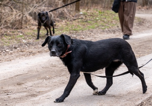 Przedwielkanocne spacery z psiakami. Merdające ogony wokół schroniska