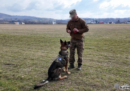 Psy z Małopolski trafiły na Ukrainę. Będą wykrywać miny i niewybuchy (Galeria)