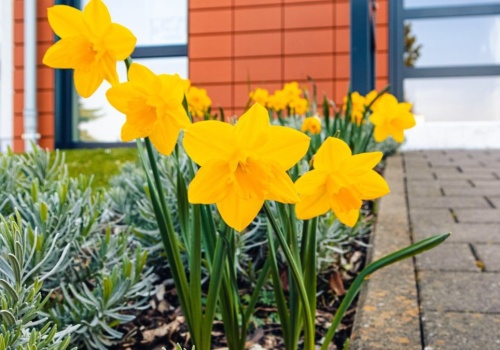 Ogrodnicy pilnują tej zasady jak oka w głowie. Dzięki temu żonkile szybko nie więdną
