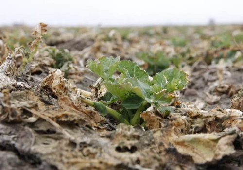 Nie każdy słaby rzepak trzeba ratować tak samo. Agronom radzi