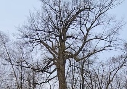 Topola pod specjalnym nadzorem. Została pomnikiem przyrody