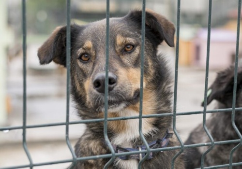Częstochowa zwiększa wsparcie dla bezdomnych zwierząt. Blisko 1,9 mln zł na opiekę i profilaktykę