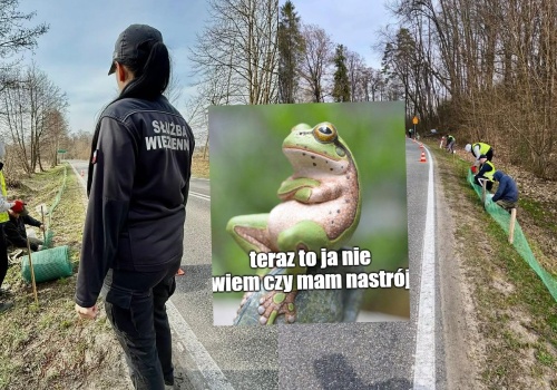 Lubelskie: osadzeni pilnowali żab na drogach, żeby mogły oddać się rozmnażaniu zamiast ginąć pod kołami