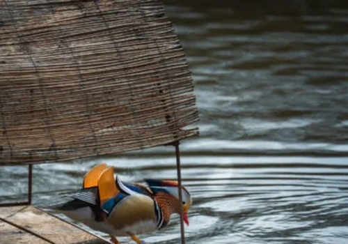 Nietypowe platformy na wodzie podbijają Warszawę. Ptaki już je pokochały